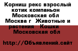 Корниш-рекс взрослый котик-компаньон - Московская обл., Москва г. Животные и растения » Кошки   . Московская обл.
